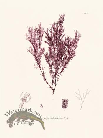 Bradbury Seaweed 105